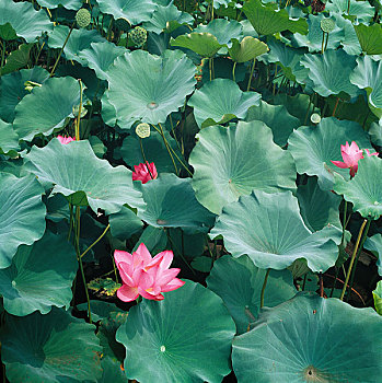 dự đoán 3 miền
