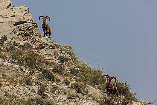 cau rong bach kim