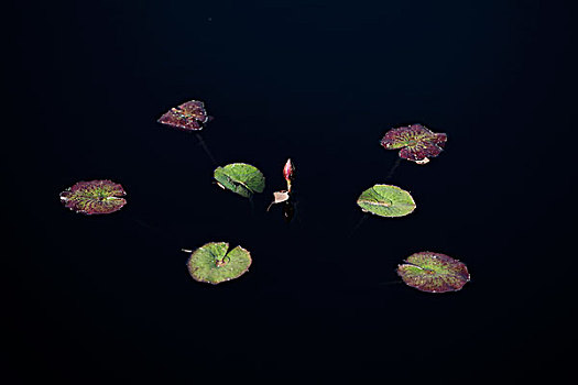 3 càng miễn phí