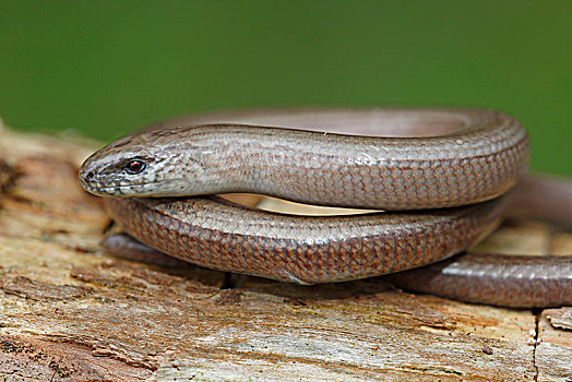 cau 368