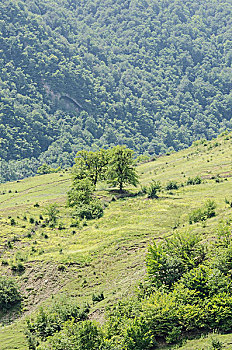 cau rong bach kim