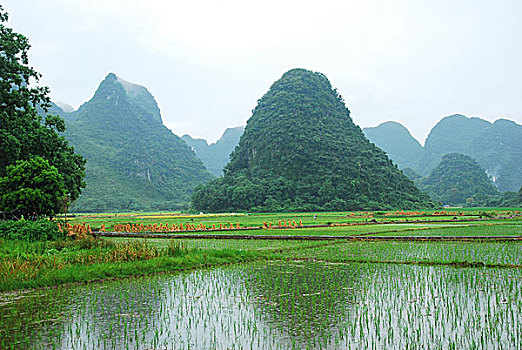 soi cầu miền bắc bạch thủ