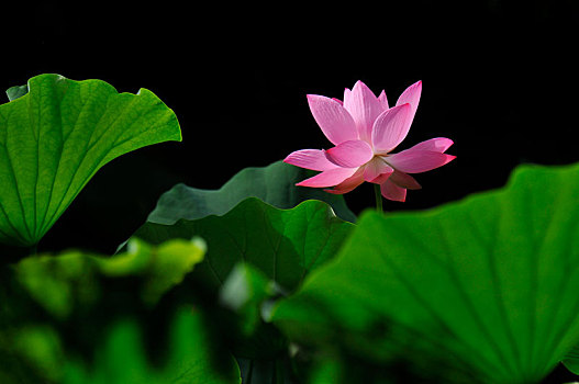 soi cau sieu chuan 888