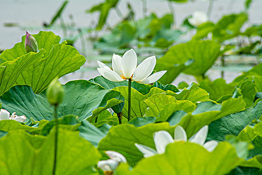 soi cau kg
