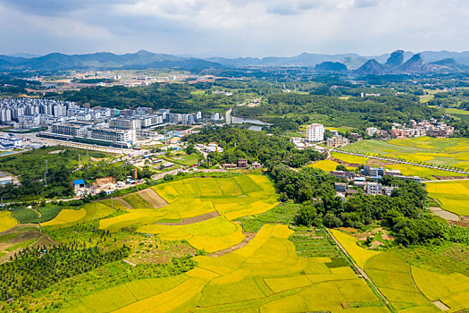 soi cau mien phi 8888