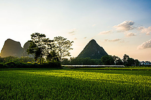 choi lo
