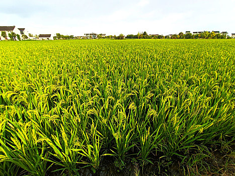 soi cầu bắc nam