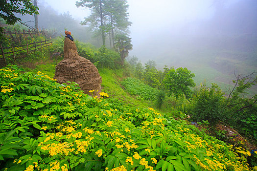 soi cau rong bach kim 88
