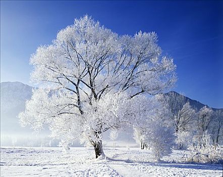 soi bạch thủ lô miền bắc hôm nay