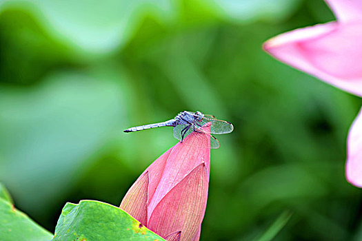 bạch thủ lô hôm nay