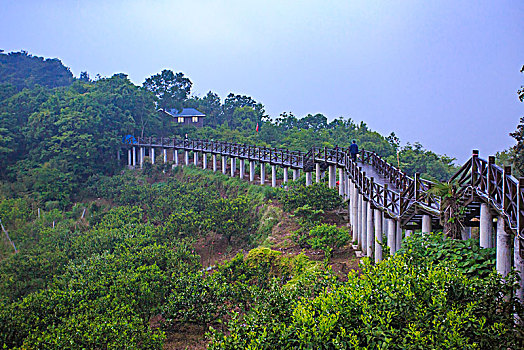 soi cầu bạch thủ hôm nay