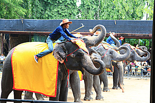 bạch thủ lô kép khung 2 ngày