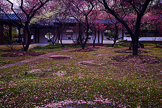 cau rong bach kim 666