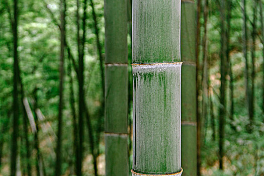 cau lo khung 2 ngay