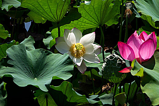 soi cau m trung