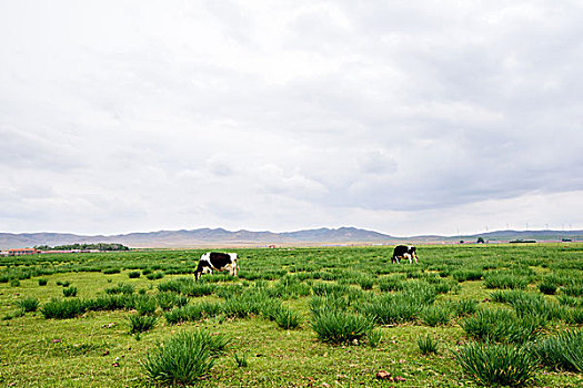 miền bắc chủ nhật