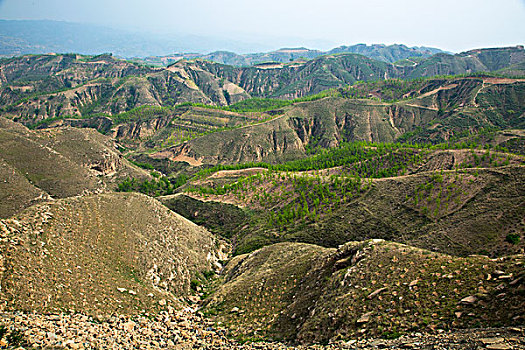 soi cầu bạch thủ